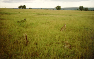 jbafrsm3.JPG (25451 bytes)