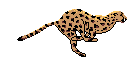 leopardani97.gif (7232 bytes)